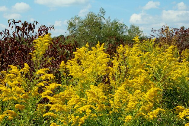 Foto flores crescendo no campo