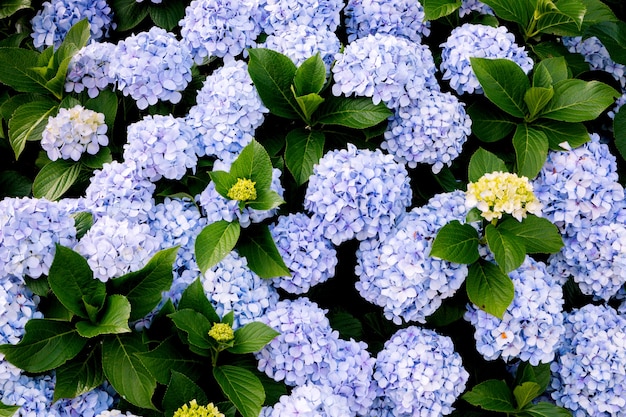 Flores crescendo no jardim, closeup. Lindo papel de parede natural de arbusto florido com hortênsia