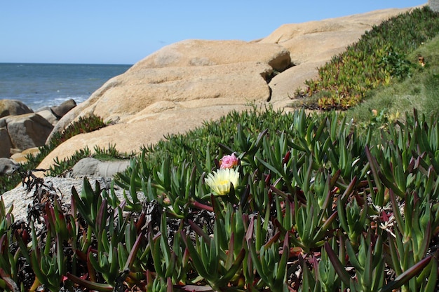 Foto flores crescendo no mar contra o céu limpo