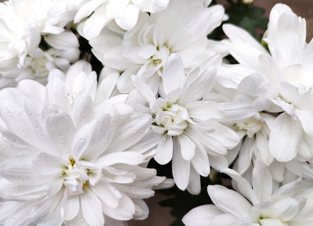 Flores de crisantemo blanco florecen en jardín de flores o invernadero
