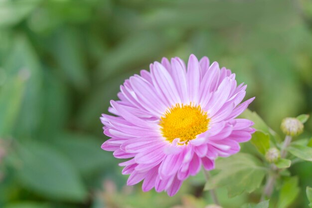 Flores de crisantemo blanco púrpura rosa sobre fondo verde jardín.