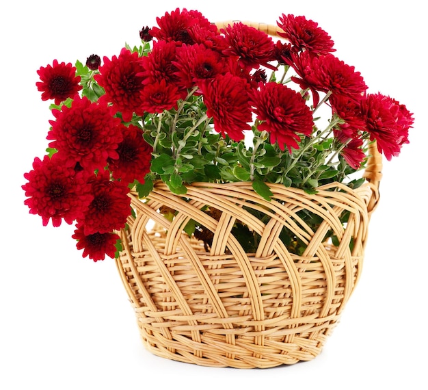 Flores de crisantemo en cesta