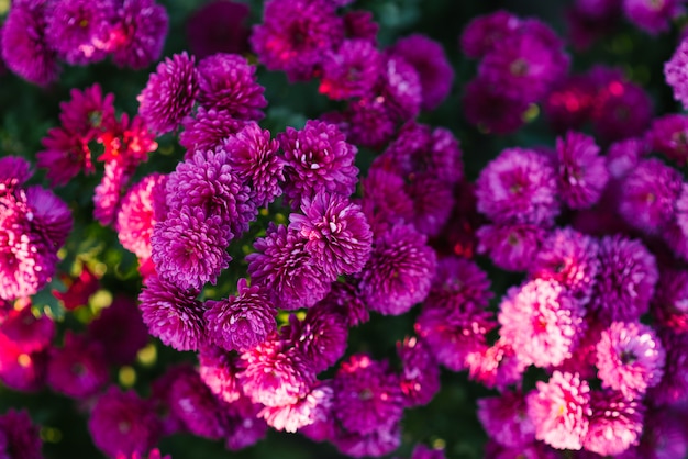 Flores de crisantemo hermoso púrpura brillante en el jardín