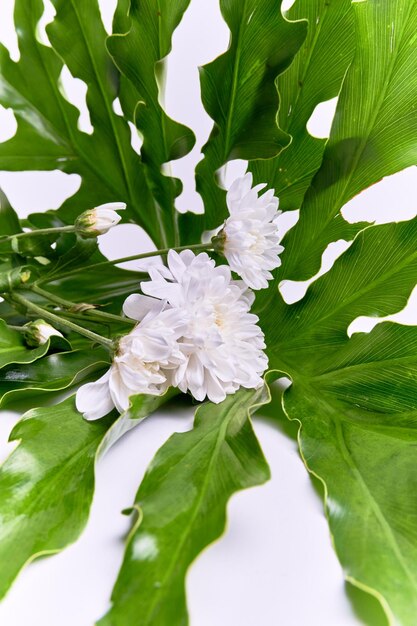 flores de crisantemo y hojas onduladas sobre un fondo blanco