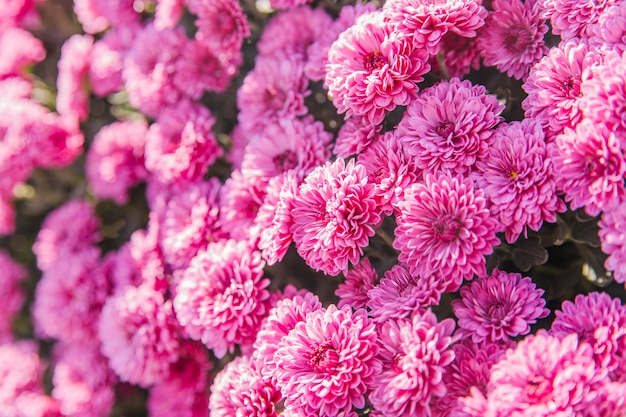 Flores de crisantemo en el jardín. belleza de las flores de otoño.