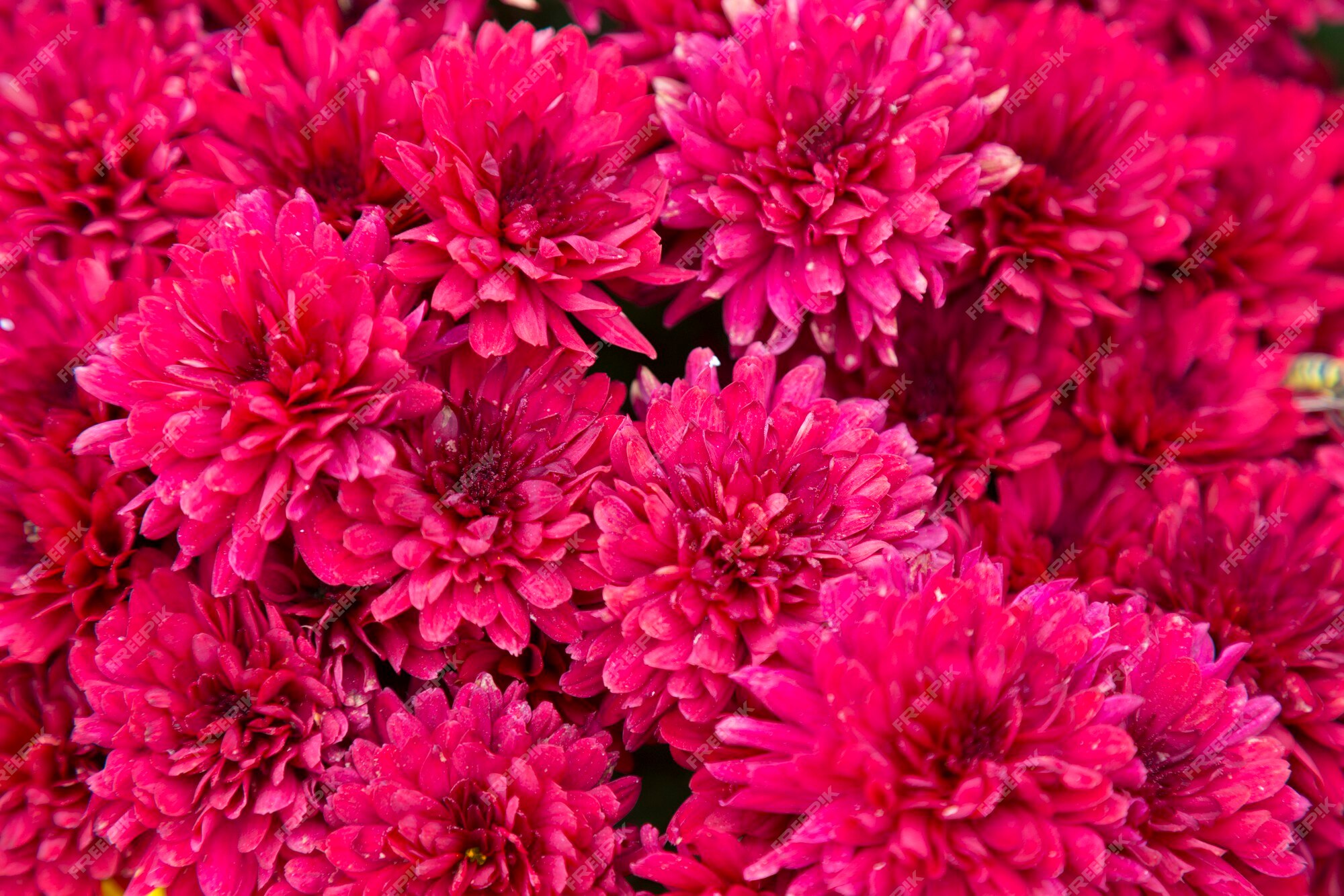 Flores de crisantemo de jardín rojo, fondo de crisantemos abstractos de flores, textura colorida floral, patrón, crisantemos en flor. vista superior | Foto Premium Flores de crisantemo de jardín rojo, fondo de crisantemos abstractos de flores, textura colorida floral, patrón, crisantemos en flor. vista superior | Foto Premium