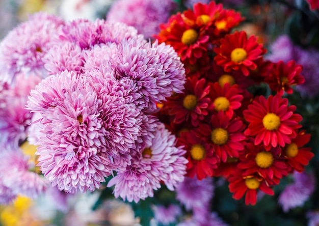 Flores de crisantemo en el jardín