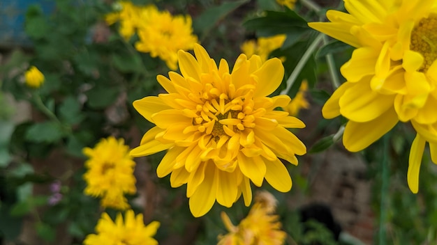 Flores de crisantemo en jardín