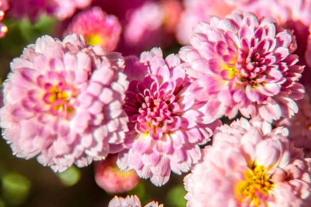 Las flores de crisantemo de otoño en el parque como fondo