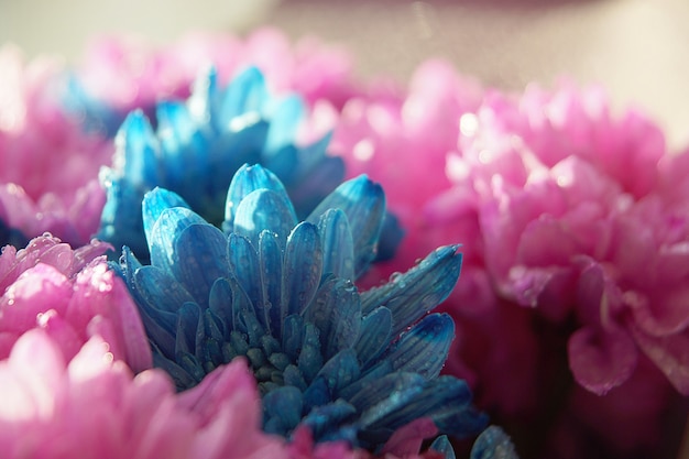 Flores de crisantemo rosa y azul con gotas de agua.