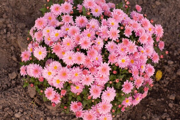 Flores de crisantemo rosa a finales de otoño en un macizo de flores