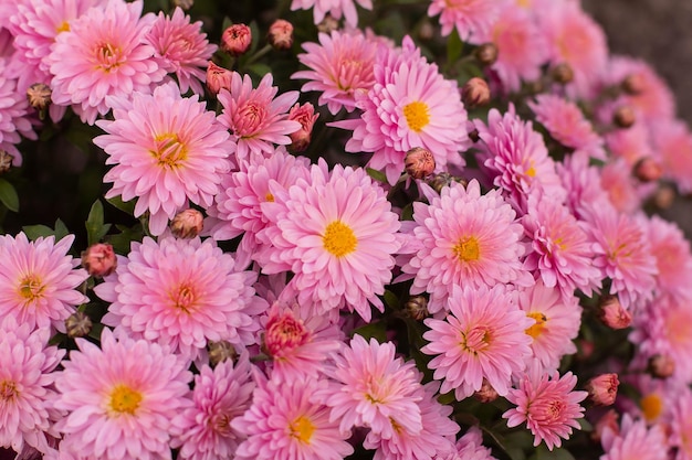 Flores de crisantemo rosa a finales de otoño en un macizo de flores