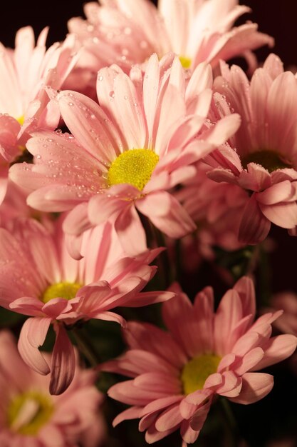 Flores de crisantemo rosa con un fondo borroso