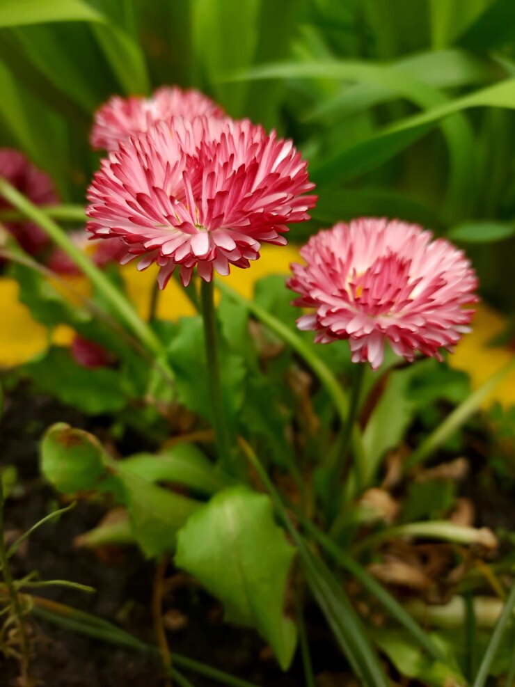 Flores de crisantemo rosa con hojas verdes y hierba.