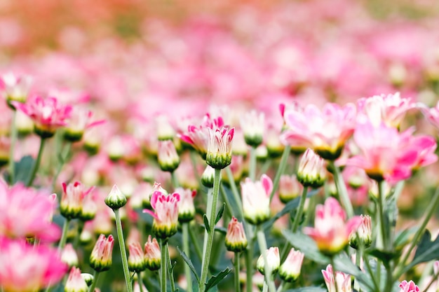 Flores de crisantemo rosa