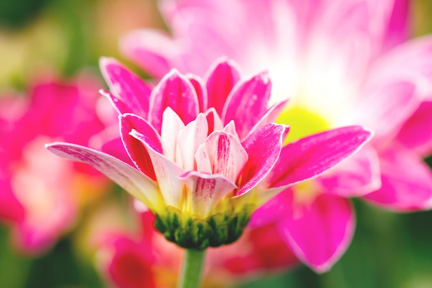 Flores de crisantemo rosa