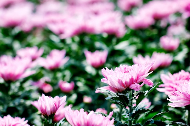 Flores de crisantemo rosa