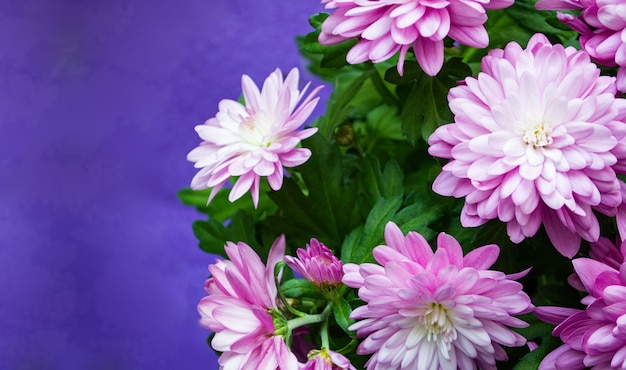 Flores de crisantemo sobre fondo violeta