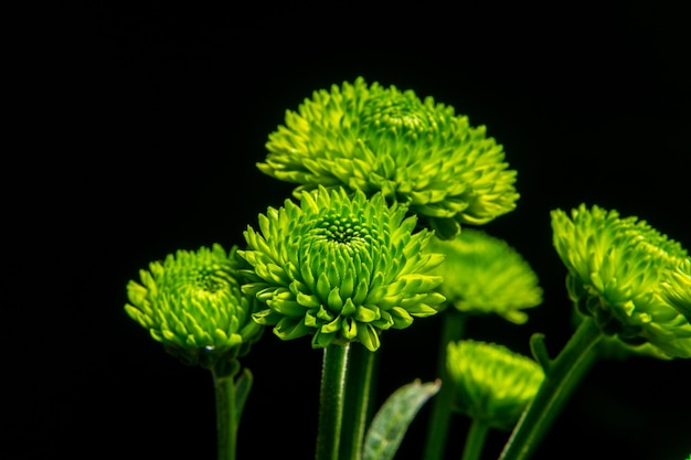 Flores de crisantemo verdes sobre un fondo negro Cabezas de flores en primer plano