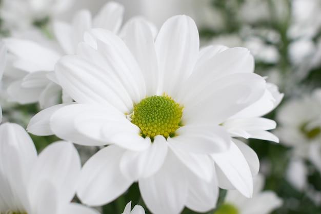 Flores de crisantemo.