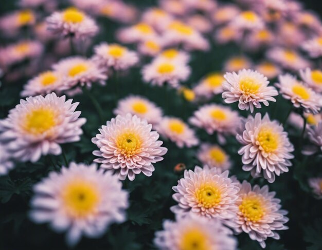 Foto las flores de un crisantemo