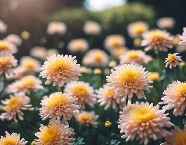 Foto las flores de un crisantemo