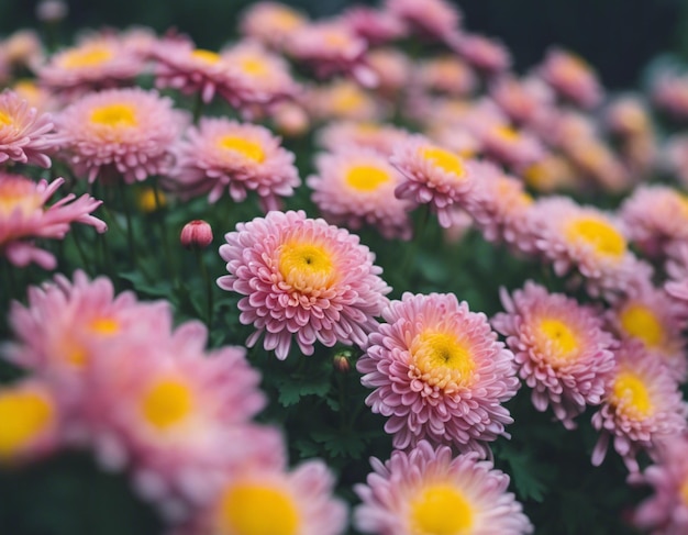 Foto las flores de un crisantemo
