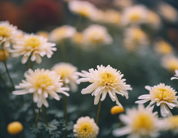 Foto las flores de un crisantemo