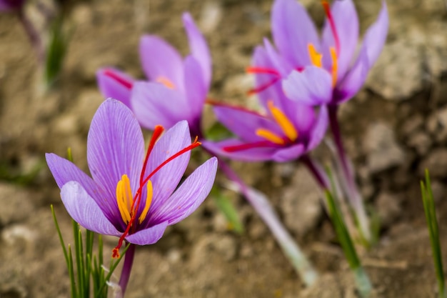 Flores de crocus de azafrán en el suelo delicado campo de plantas púrpuras