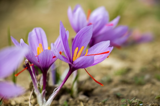 Flores de crocus de azafrán en el suelo delicado campo de plantas púrpuras