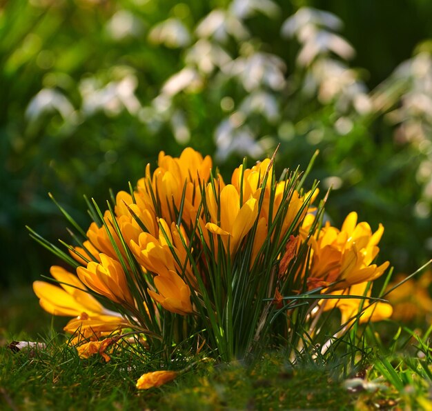 Flores de crocus flavus brillantes que crecen en un exuberante jardín en un día de primavera Plantas amarillas vibrantes que florecen al aire libre en la naturaleza en una tarde soleada de verano Follaje colorido que florece afuera en un patio