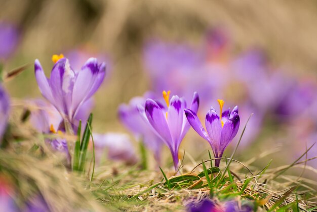 Las flores de crocus de primavera el fondo de Pascua