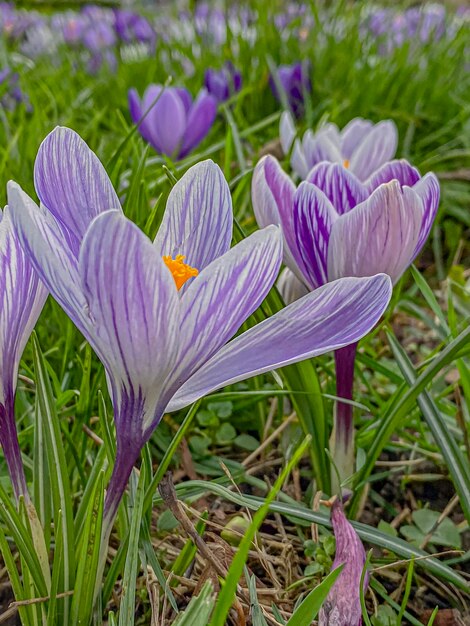 Flores de crocus púrpura en el jardín de primavera Primavera temprana