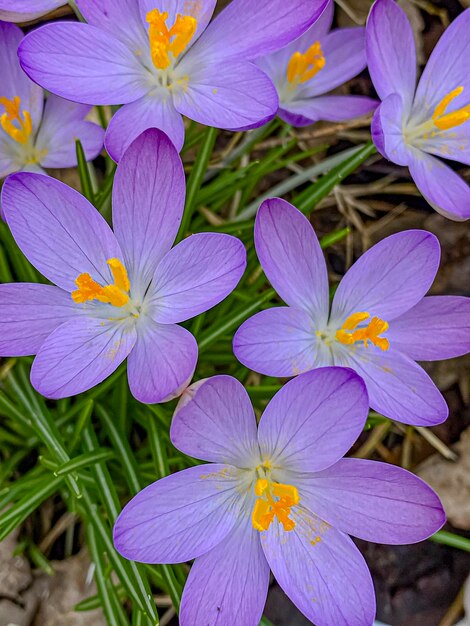 Flores de crocus púrpura en el jardín Primavera temprana Europa