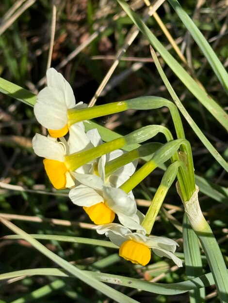 Foto flores crocus roxo vida selvagem montenegro fort verige mar boca kotor bay perast igreja de nossa senhora