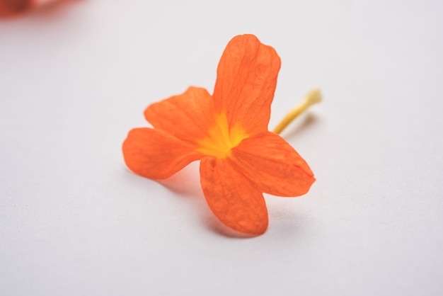 Flores Crossandra também conhecidas como flores Aboli na Índia, sobre fundo branco ou preto, foco seletivo