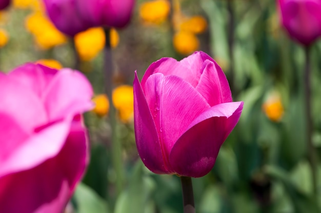 Las flores se cultivan para jardinería.