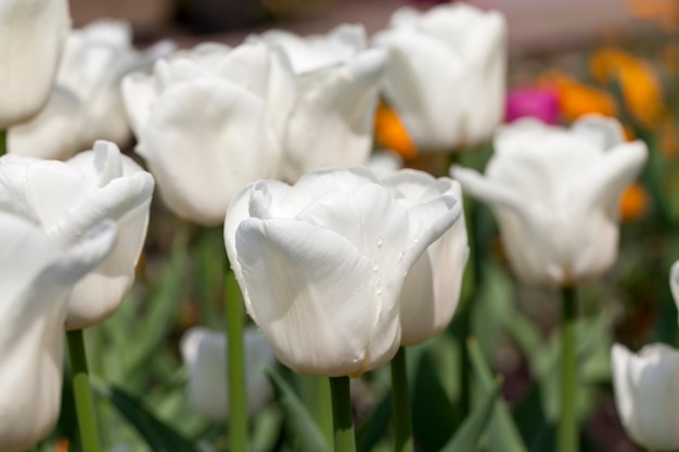 Las flores se cultivan para jardinería.