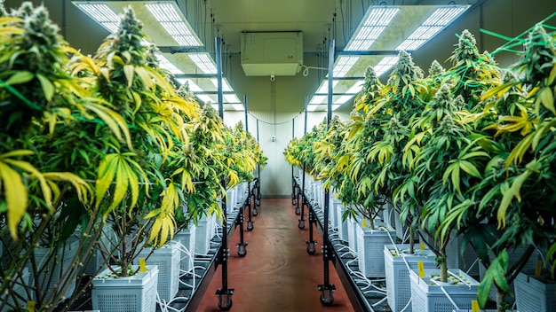 Flores de un cultivo interior de cannabis