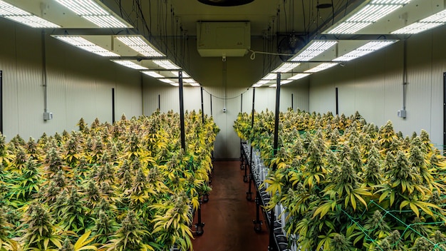 Flores de un cultivo interior de cannabis