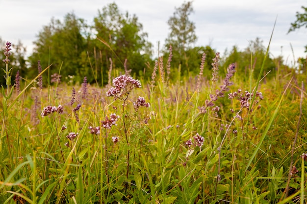 Flores curativas fragantes de orégano en la naturaleza.