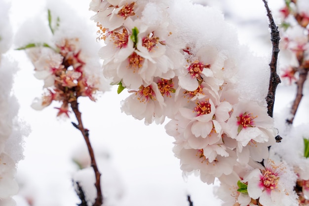 Flores da amendoeira na neve no dia de primavera nevando