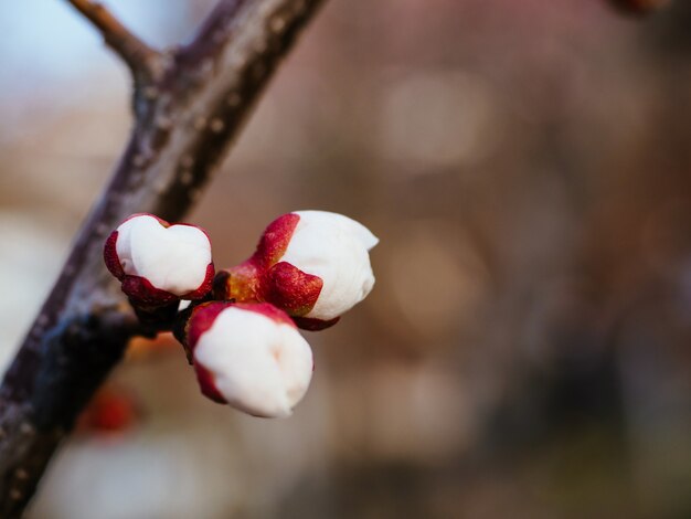 Flores da árvore de alperce branco, close-up. Primavera concurso cartão para um feriado, Páscoa, dia internacional da mulher.