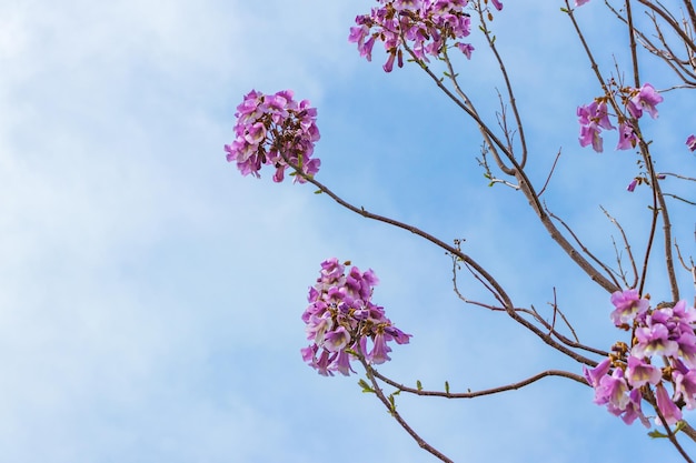 Flores da árvore de campainha Paulownia tomentosa