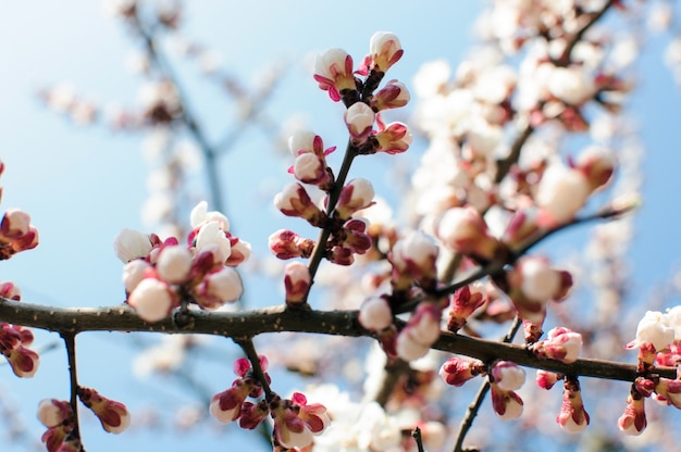 Flores da árvore de Damasco com foco suave. Primavera flores brancas em um galho de árvore. Primavera, estações, flores brancas de um close de árvore de Damasco.