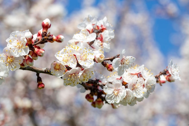 Flores da árvore de damasco com foco suave. Primavera flores brancas em um galho de árvore. Árvore de damasco em flor.