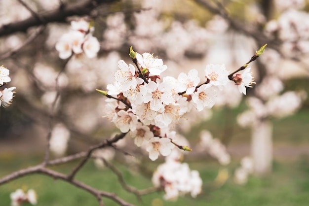 Flores da árvore de damasco