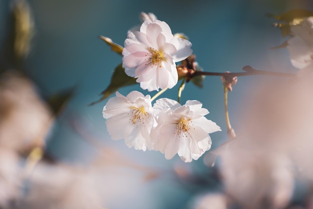 Flores da árvore de damasco