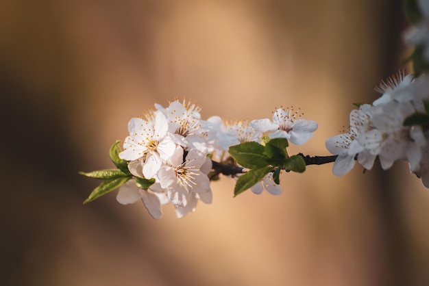 Flores da árvore de damasco