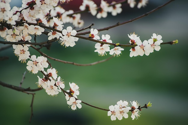 Flores da árvore de damasco